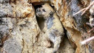 The Border Terrier, by virtue of its being “rather narrow in shoulder, body and quarter,” is ideally suited for work in dens located in rock and other very tight, unyielding, and undiggable locations. Its temperament and style of hunting help to keep it safe in that environment.