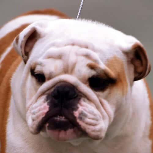 Close-up head photo of a Bulldog.