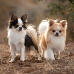 Two long coated Chihuahua dogs standing outside.