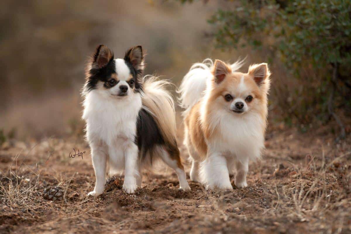 Two long coated Chihuahua dogs standing outside.