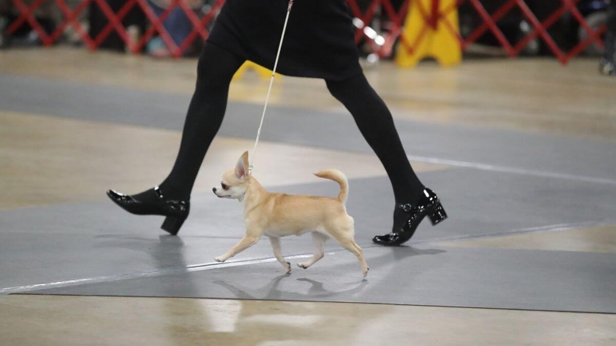 Chihuahua at a conformation dog show.