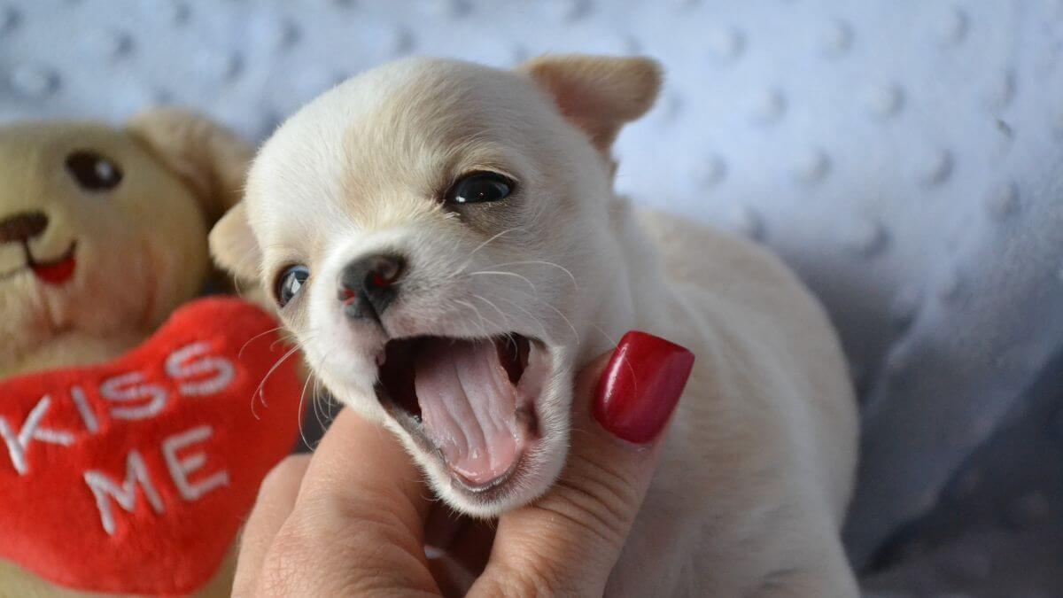 Close-up photo of a small Chihuahua puppy dog.