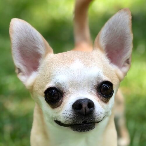 Close-up head photo of a Chihuahua dog.