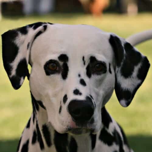 Close-up head photo of a Dalmatian dog.
