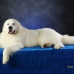 Studio photo of a Great Pyrenees on blue background.