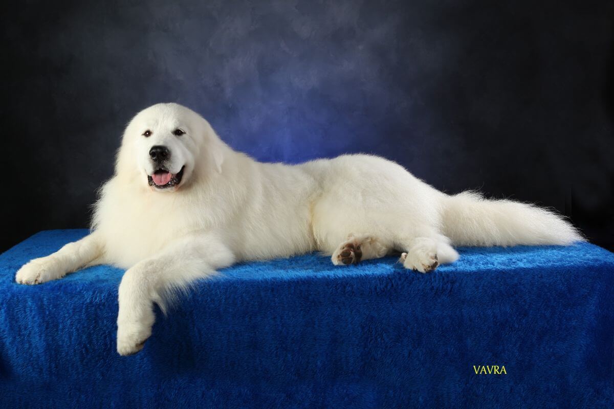 Studio photo of a Great Pyrenees on blue background.