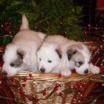 Three Great Pyrenees sitting in a small basket.
