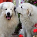 Two Great Pyrenees dogs playing.