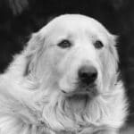 Black and white photo of a Great Pyrenees dog.