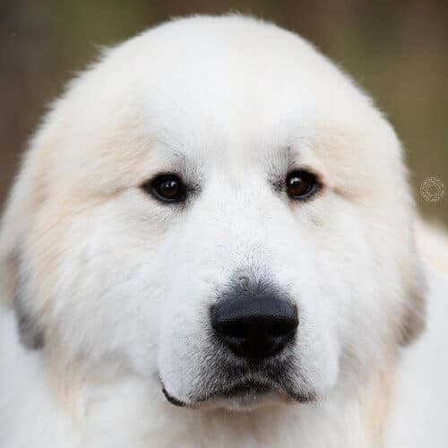 Close-up head photo of a Great Pyrenees dog.