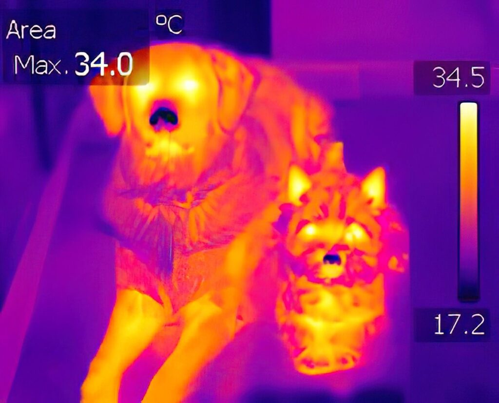 Figure 2. Thermal image of a Golden Retriever on the left and a Norwich Terrier on the right - clearly showing their dark noses, which are several degrees colder than other parts of their bodies.