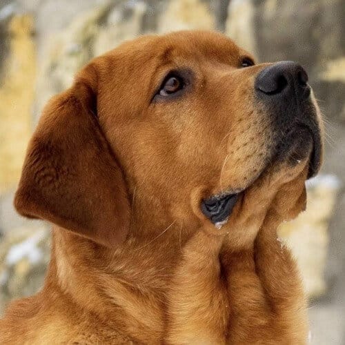 Labrador Retriever Dog Breed and Characteristics