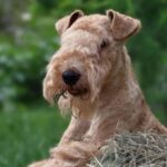 Close-up photo of a Lakeland Terrier.