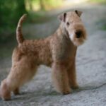 Side photo of a Lakeland Terrier.