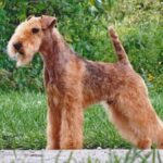 Side photo of a Lakeland Terrier standing outside.