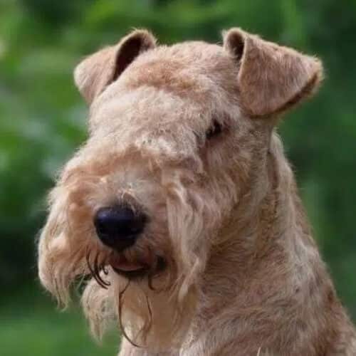 Close-up head photo of a Lakeland Terrier.