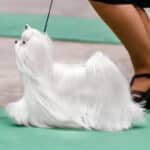 Maltese in a dog show ring.
