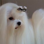 Close-up photo of a Maltese dog.