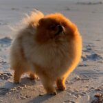 Pomeranian dog standing outside on the beach, lookin up at its handler.