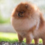 Side photo of a Pomeranian dog standing outside on the grass.