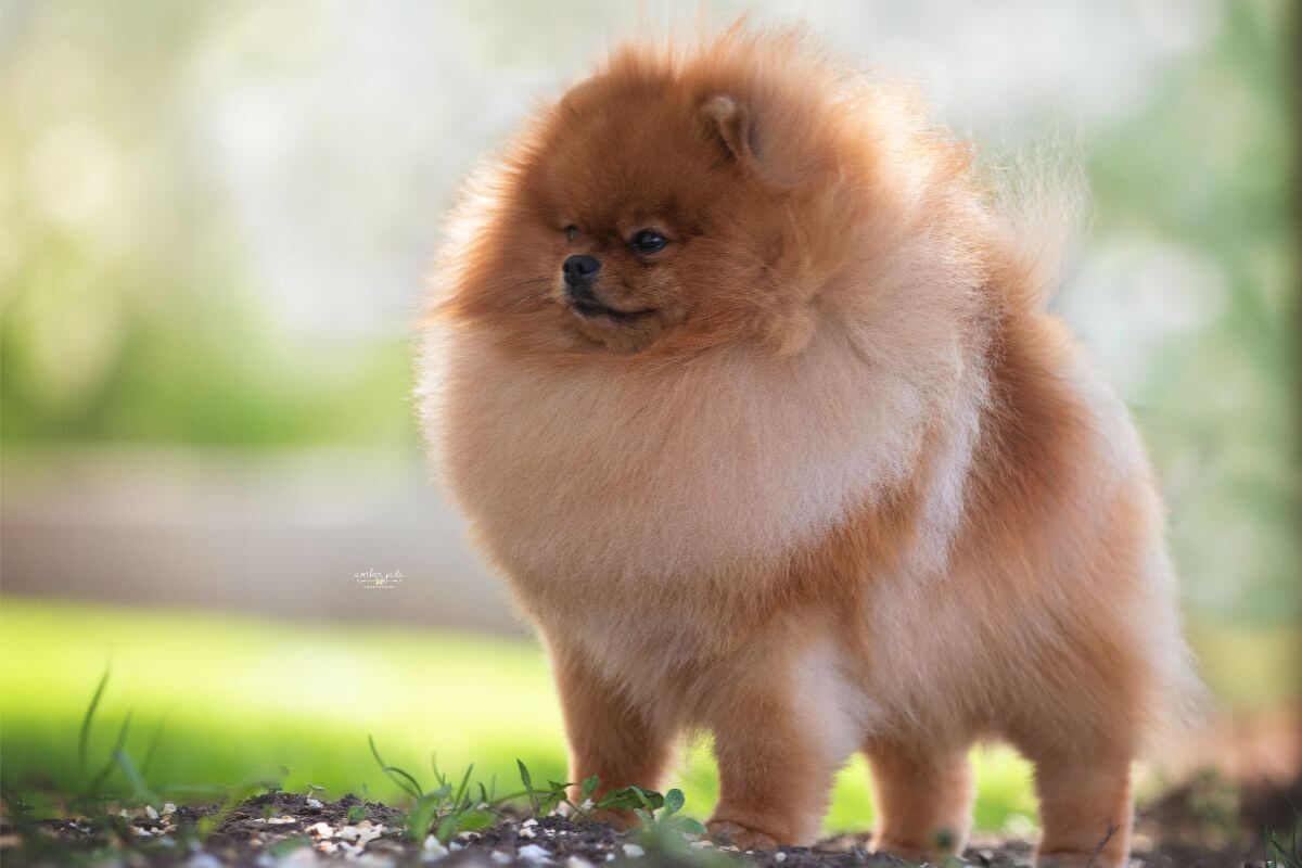 Side photo of a Pomeranian dog standing outside on the grass.