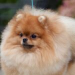 Close-up photo of a Pomeranian dog.