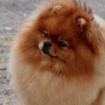 Close-up photo of a Pomeranian dog.
