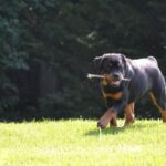 Rottweiler dog walking outside on the grass.