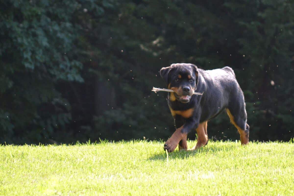 Rottweiler dog walking outside on the grass.