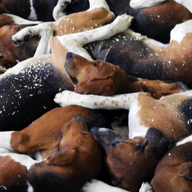 These sleeping hounds were photographed by Dan in 2011 at the World Dog Show in Paris