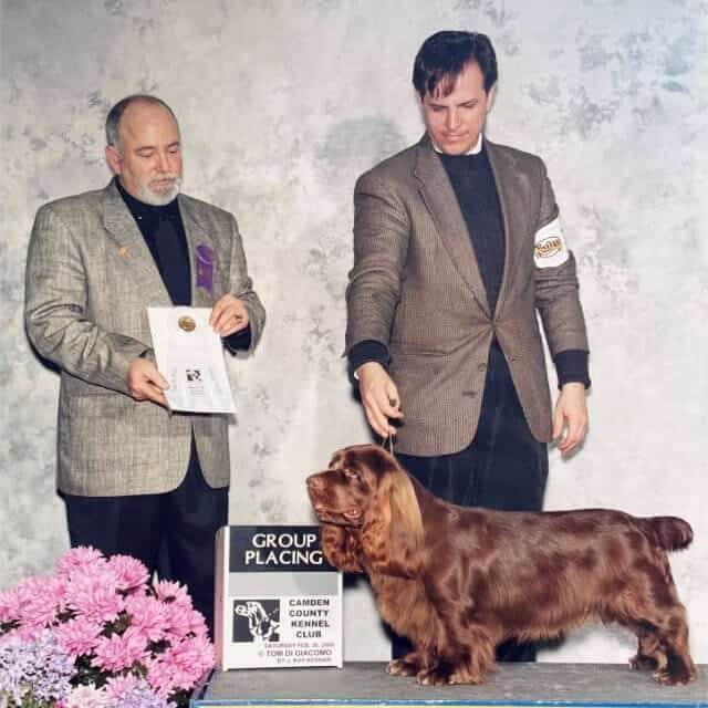 Mr. Sam Houston McDonald awards a Group placement to Sussex Spaniel CH Stonecroft’s Go The Distance CGC. Photo by Tom Di Giacomo