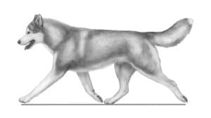 Siberian Husky illustration.