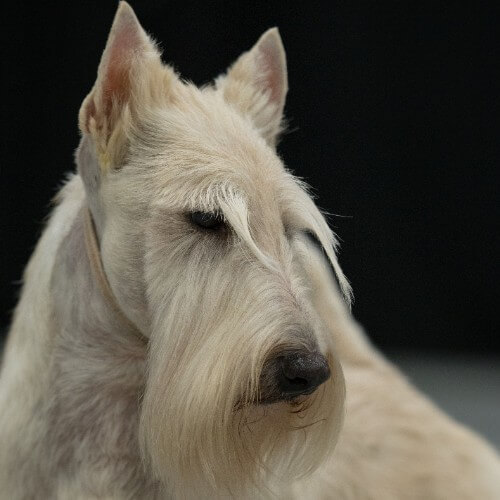 Close-up head photo of a Scottish Terrier.