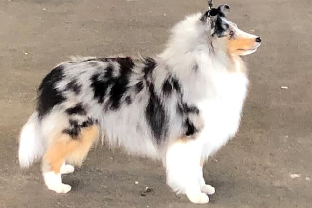 Balance – Nothing is out of proportion to the whole Sheltie.