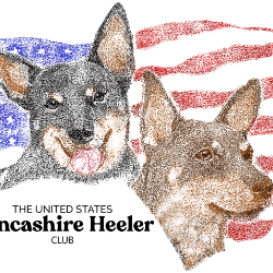 Picture of United States Lancashire Heeler Club