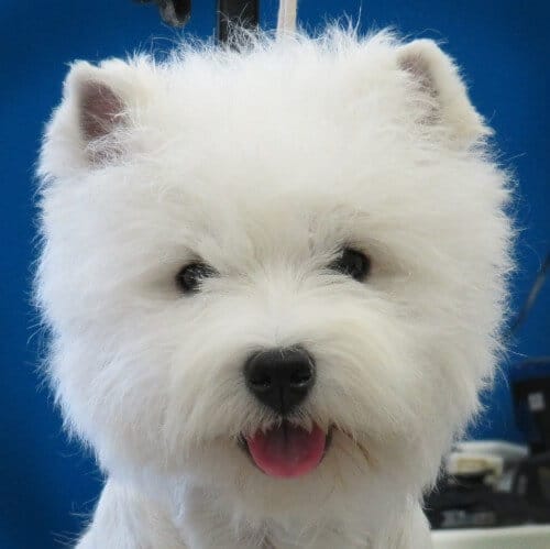 Close-up head photo of a West Highland White Terrier.