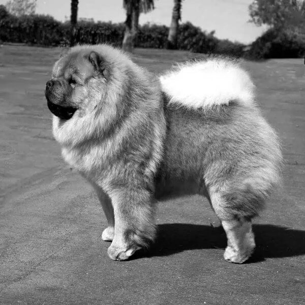 Black and White photo of a Chow Chow