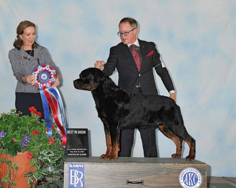Shane winning his first Best in Show with GCHP Chancler’s Hi Flyin Zion (Zion).