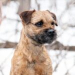 Close-up photo of a Border Terrier standing outside, winter with snow.