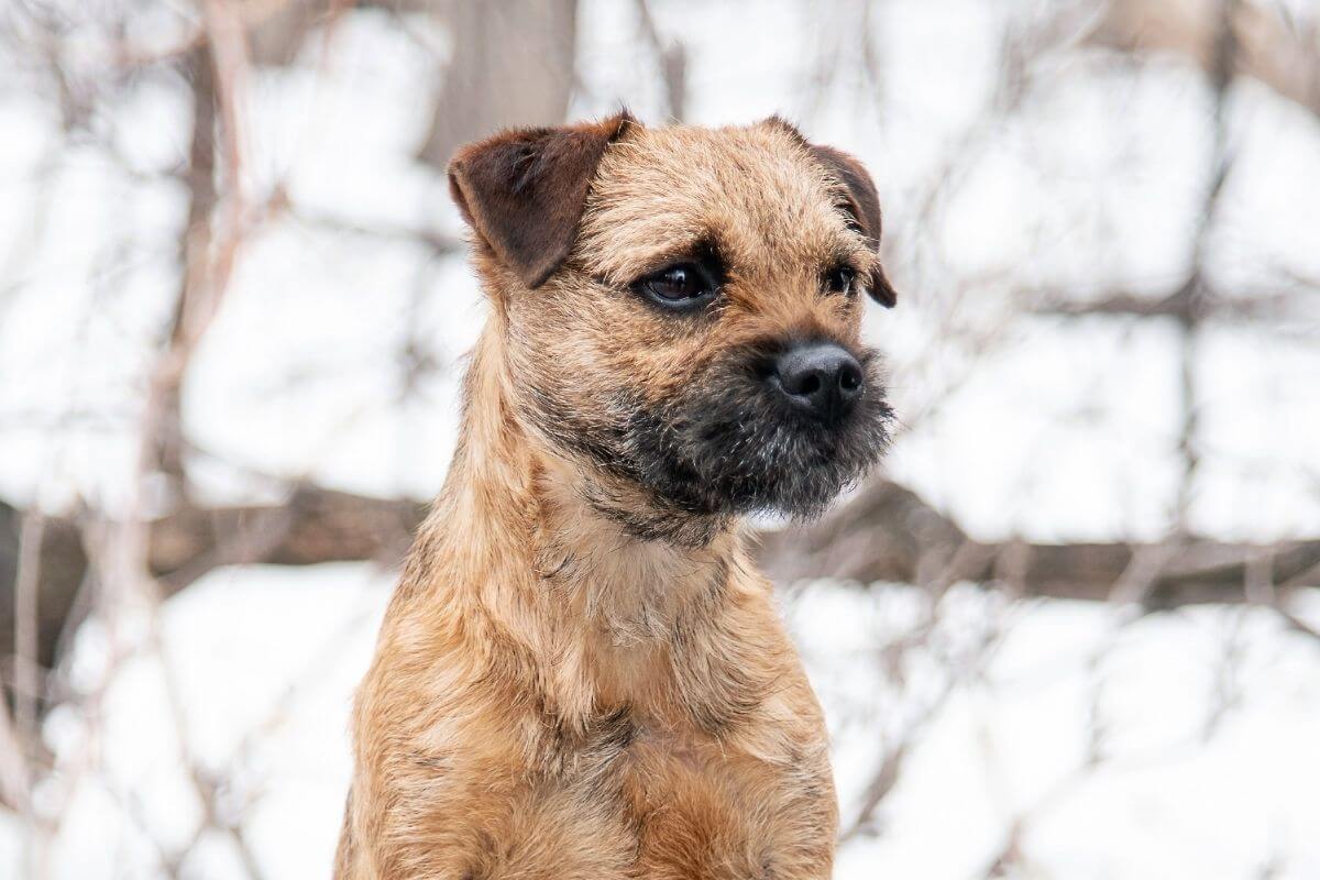 Close-up photo of a Border Terrier standing outside, winter with snow.