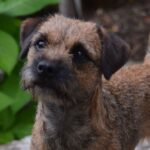 Close-up photo of a Border Terrier looking up.