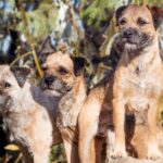 Three Border Terrier dogs standing outside in the nature.