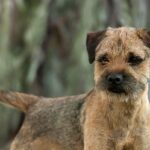 Close-up photo of a Border Terrier standing outside.