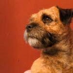 Close-up studio photo of a Border Terrier head from the side.