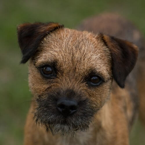 Close-up head photo of a Border Terrier.