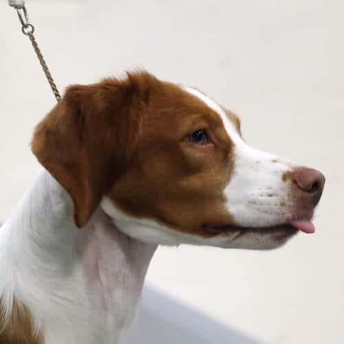 Close-up side head photo of a Brittany dog.