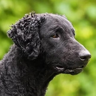 Close-up head photo of a Curly-Coated Retriever dog.