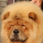 Close-up Head photo of a Chow Chow.