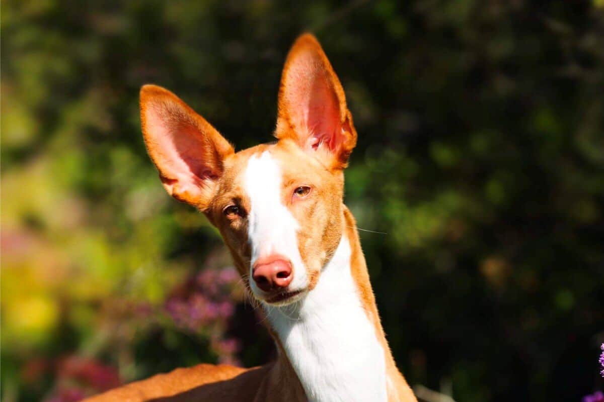 Close-up head photo of a smooth Ibizan Hound.