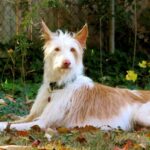 Wire-haired Ibizan Hound lying outside in the yard.